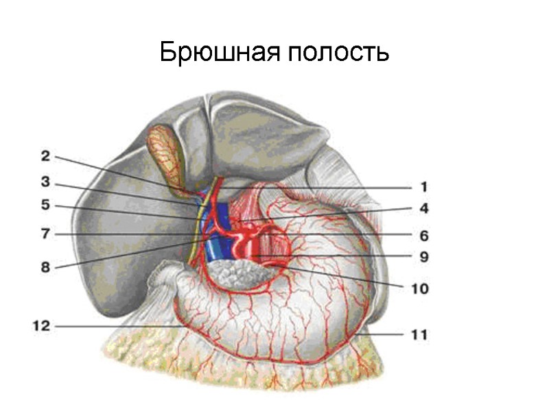 Брюшная полость